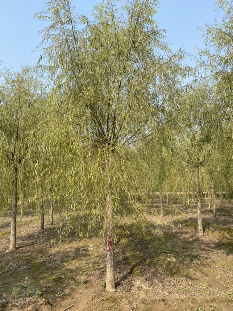 苗圃定植垂柳，10公分垂柳，12公分垂柳，价格合理！