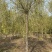苗圃定植垂柳，10公分垂柳，12公分垂柳，价格合理！