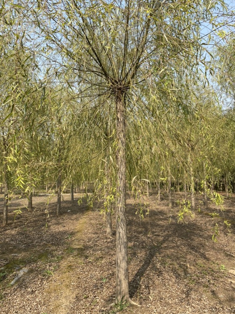 苗圃定植垂柳，10公分垂柳，12公分垂柳，价格合理！