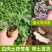 土茯苓苗正宗白肉粉质高产品种广西场地大量现货