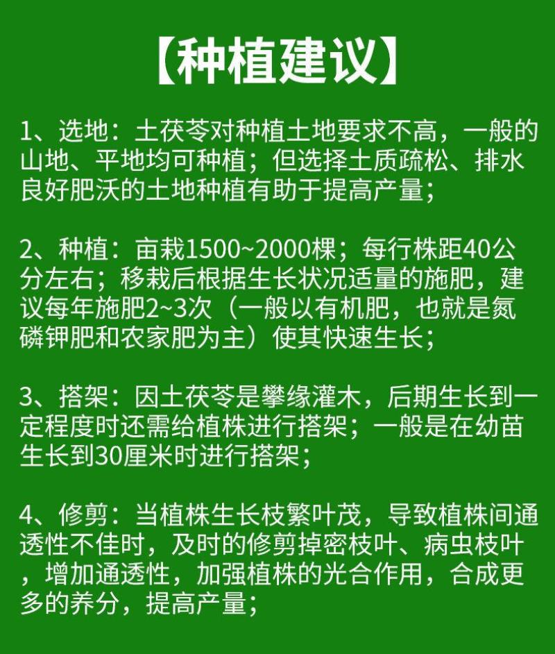 土茯苓苗正宗白肉粉质高产品种广西场地大量现货