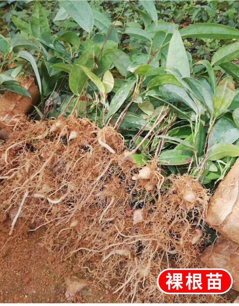 土茯苓苗正宗白肉粉质高产品种广西场地大量现货