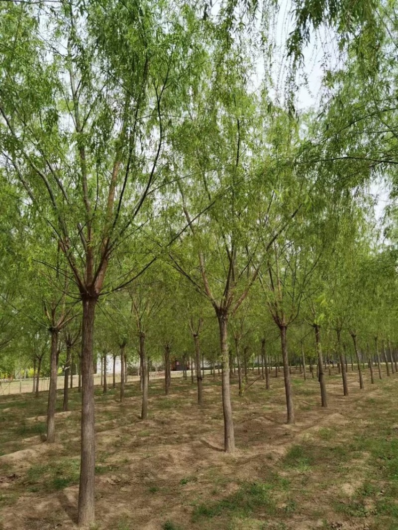 垂柳基地！12公分垂柳，13公分垂柳，14公分垂柳！