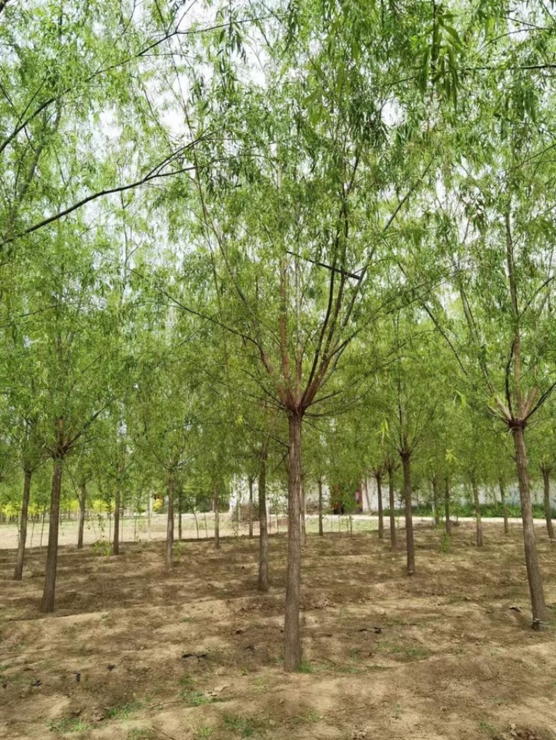 垂柳基地！12公分垂柳，13公分垂柳，14公分垂柳！