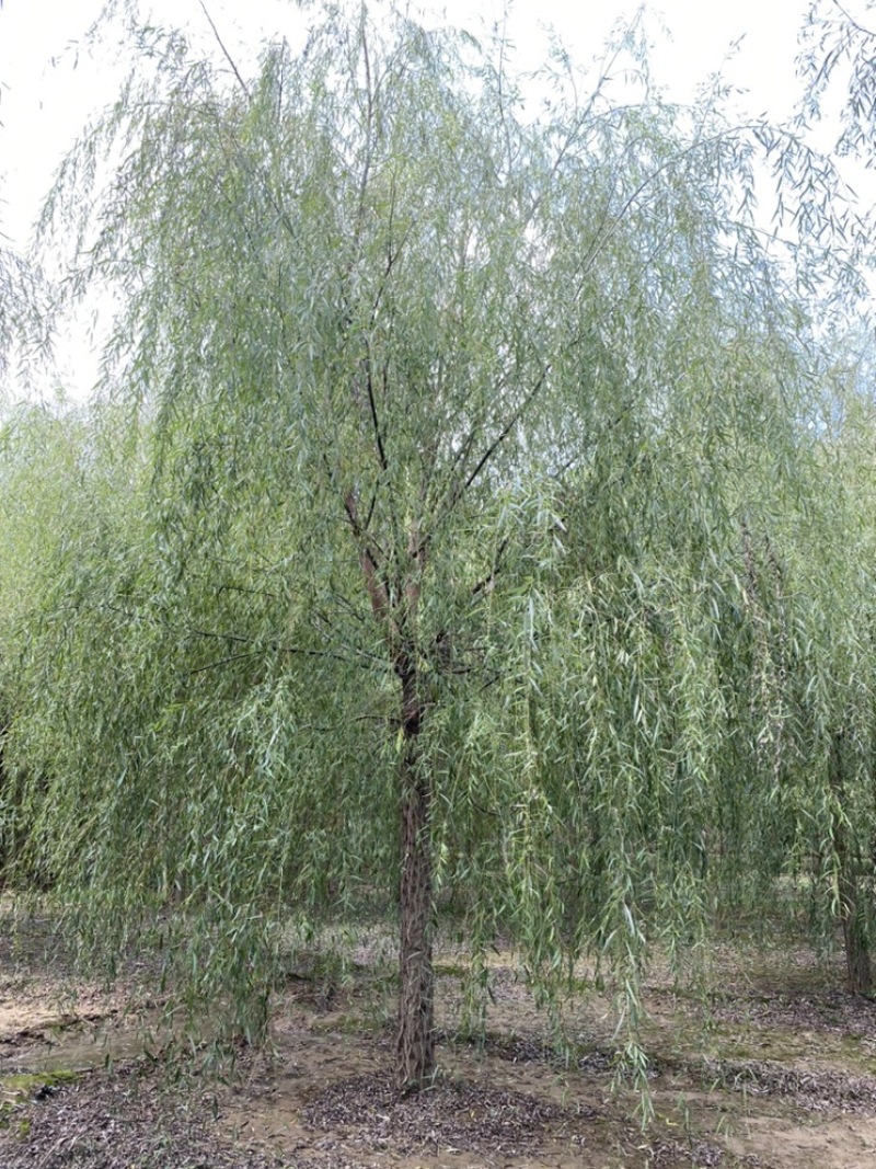 垂柳基地！12公分垂柳，13公分垂柳，14公分垂柳！