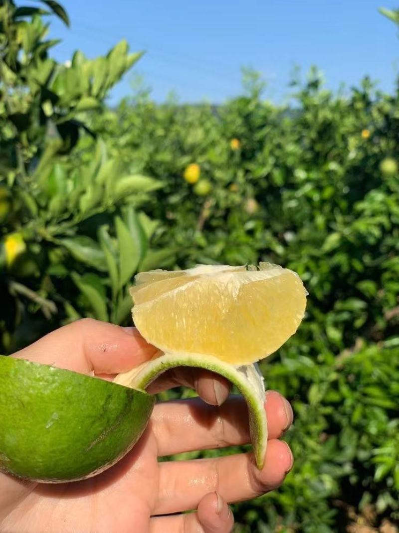 云南哀牢山冰糖橙应季新鲜水果