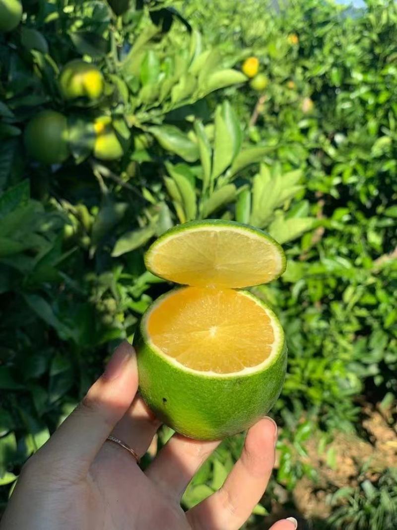 云南哀牢山冰糖橙应季新鲜水果