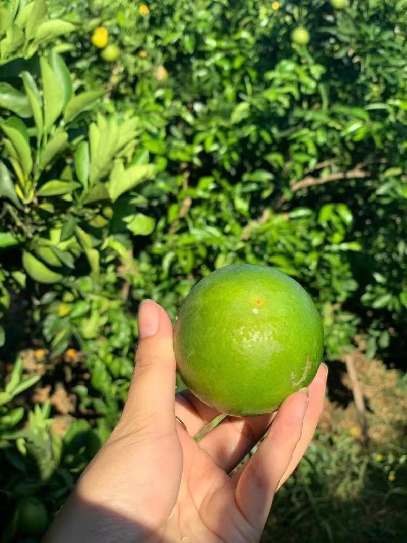 云南哀牢山冰糖橙应季新鲜水果