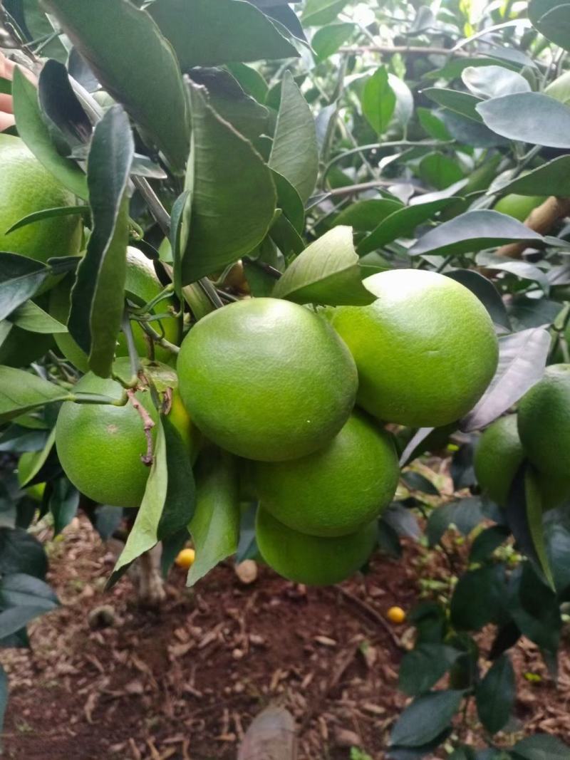 云南哀牢山冰糖橙应季新鲜水果