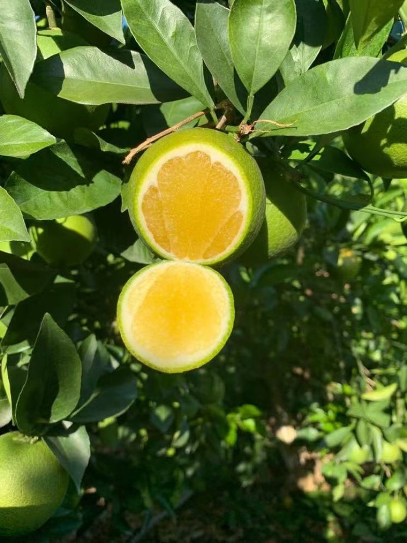 云南哀牢山冰糖橙应季新鲜水果