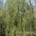 大冠幅垂柳，18公分垂柳，19公分垂柳，苗圃定植垂柳基地