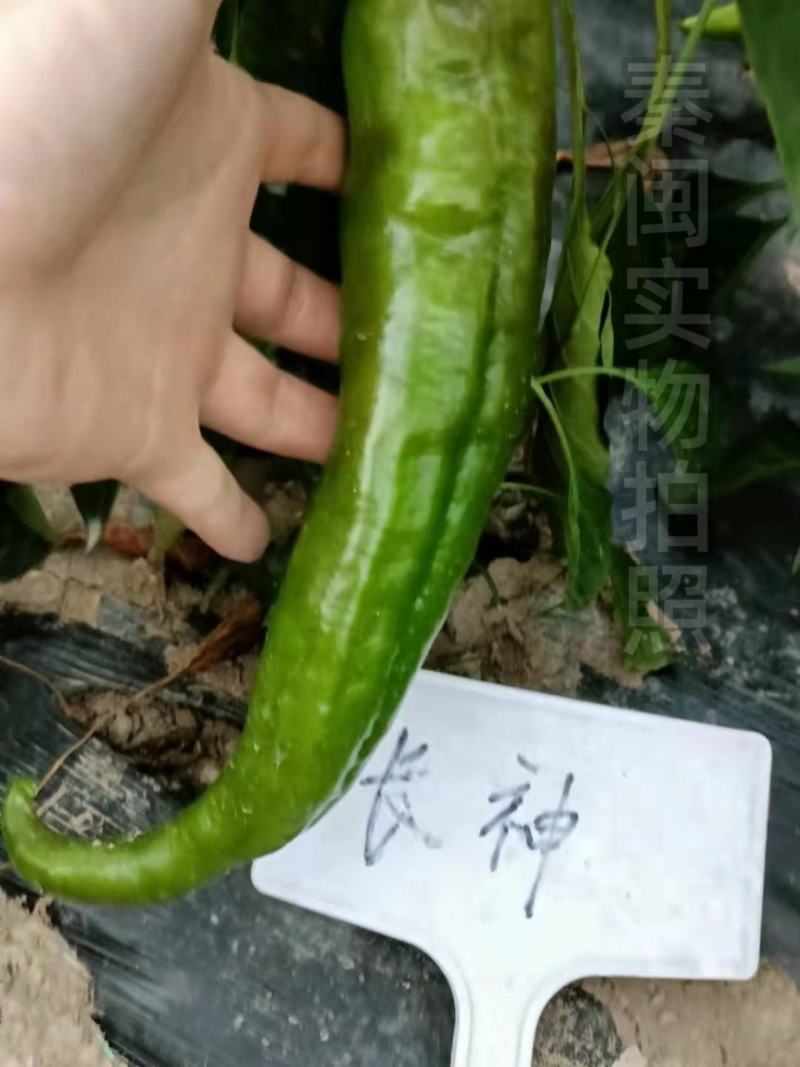 文初春研长神羊角椒种子杂交皮薄肉脆味微辣种植户辣椒种子