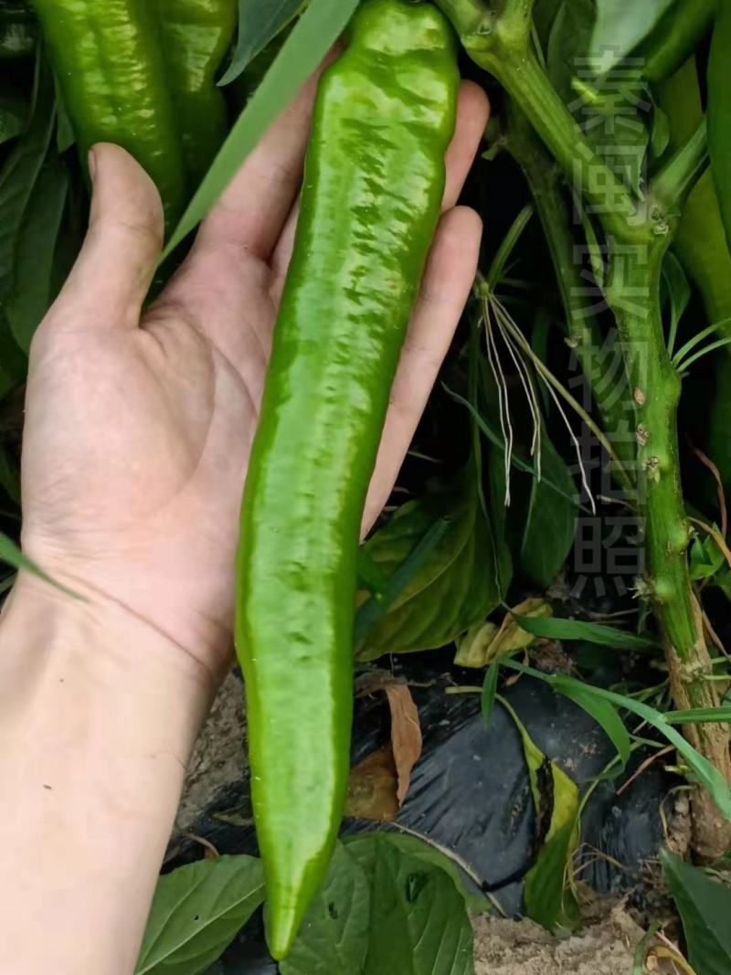 文初春研长神羊角椒种子杂交皮薄肉脆味微辣种植户辣椒种子