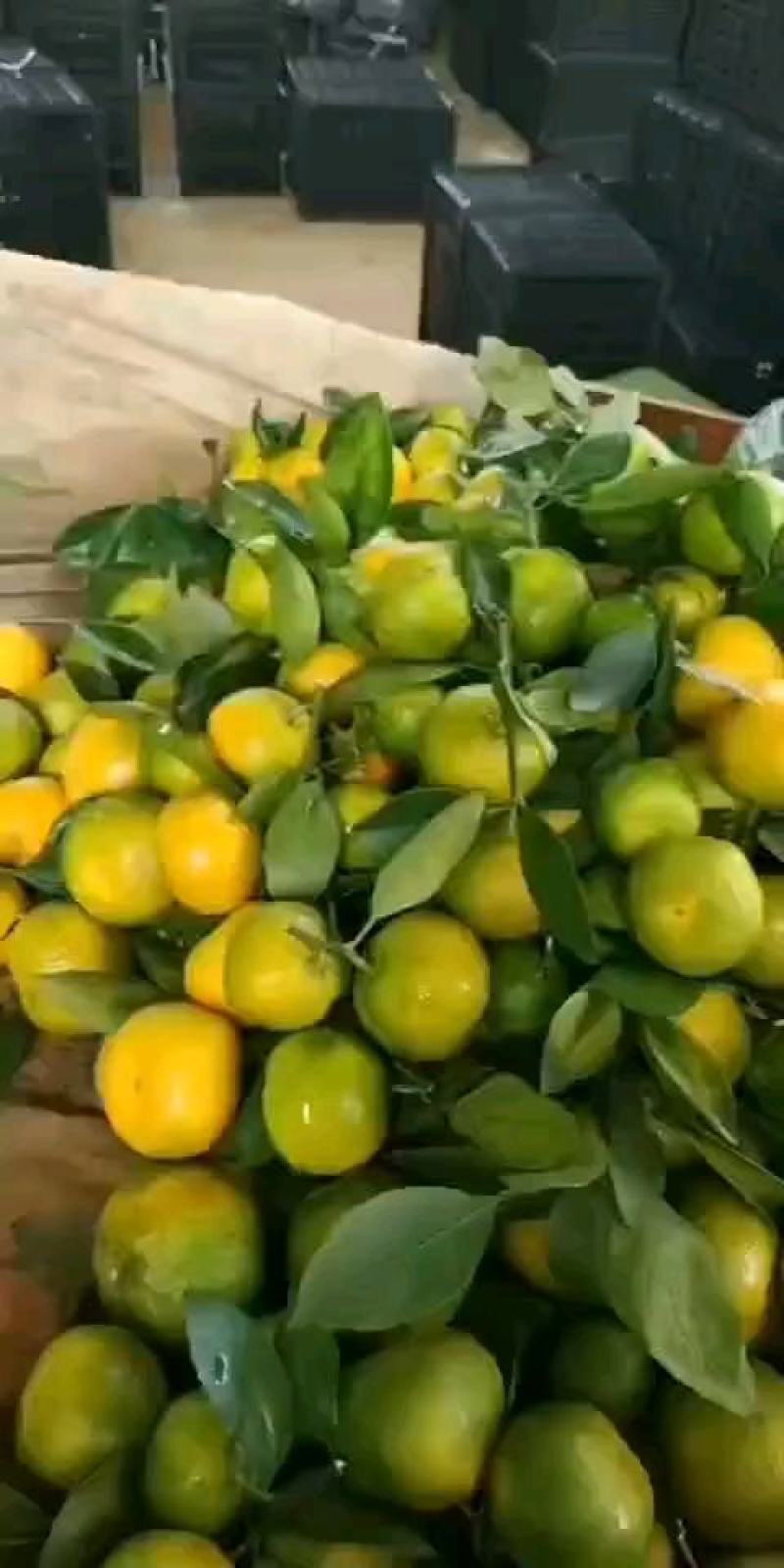 【推荐】湖北宜昌蜜橘大量上市早熟蜜桔口感适宜提供一条龙服务