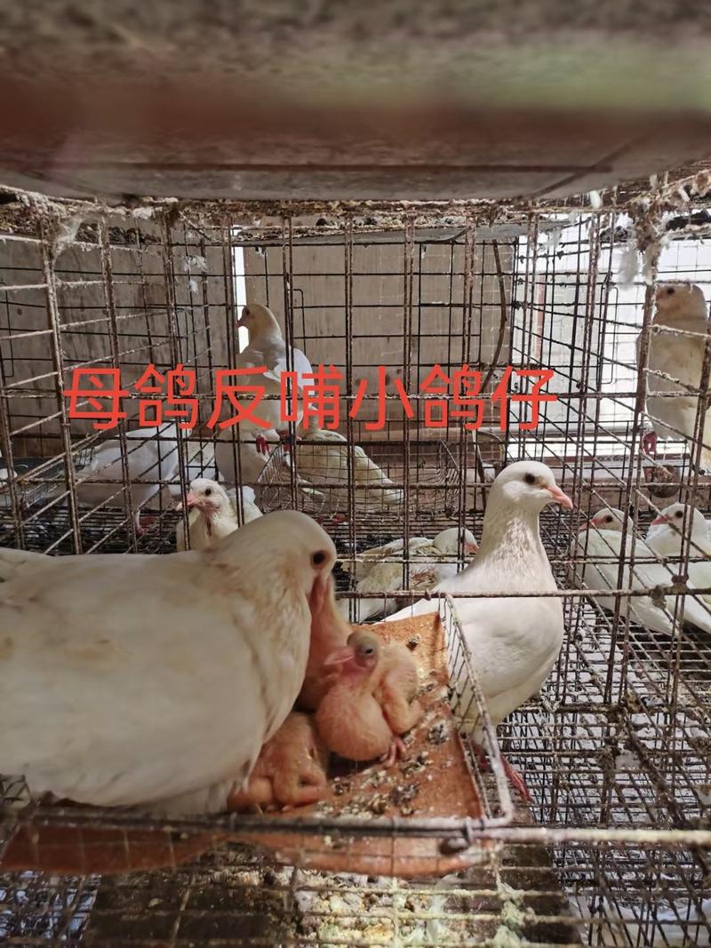 广东珠海供港澳肉鸽养殖基地，五谷杂粮饲养三年以上的老鸽！