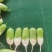 青萝卜大量上市中，质量保证，信誉第一。欢迎客商前来选购。