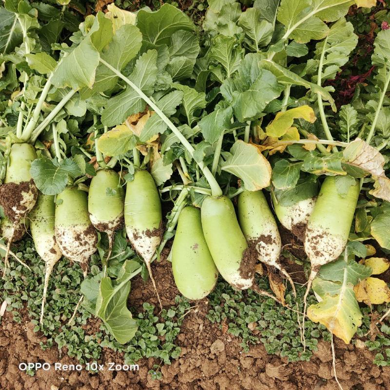 青萝卜颜色绿条形好无空心糠心无裂囗！1斤~2斤