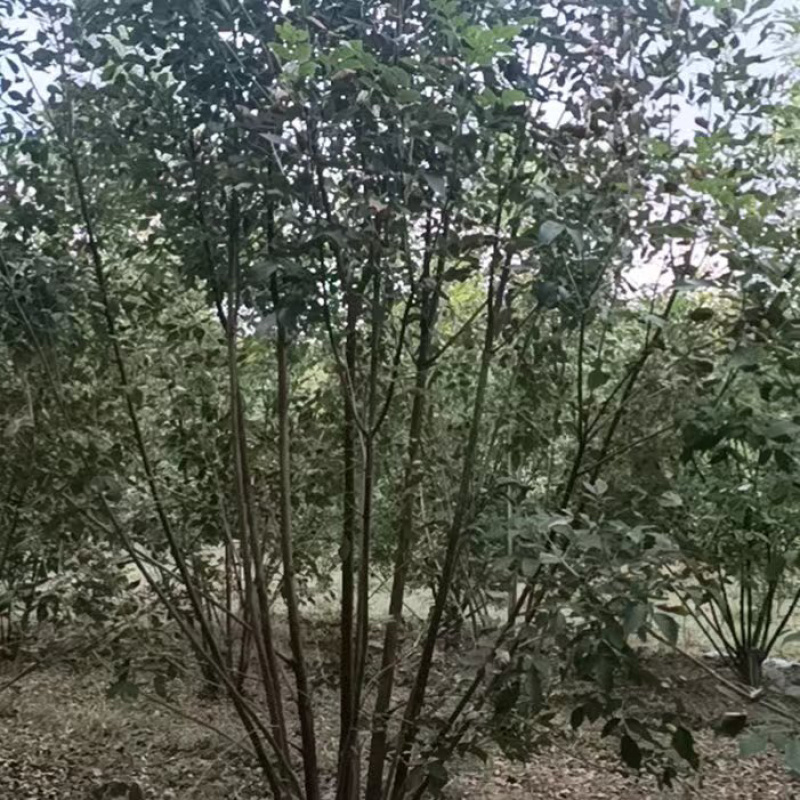 丛生白腊绿化工程苗白蜡树产地一手好货价格美欢迎咨询