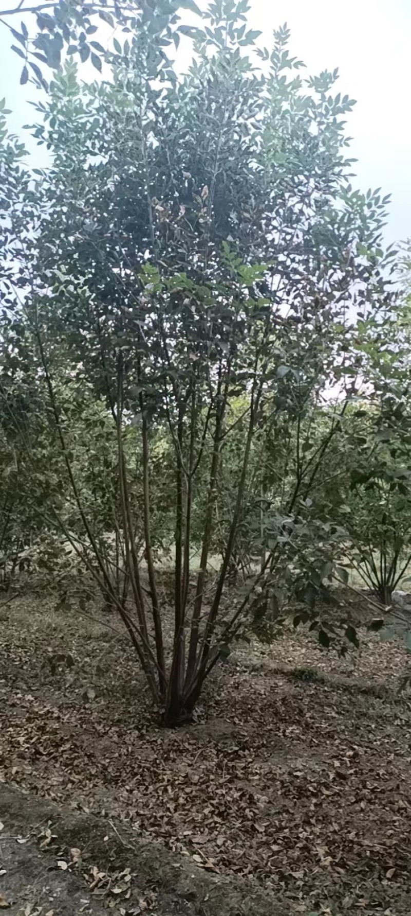 丛生白腊绿化工程苗白蜡树产地一手好货价格美欢迎咨询
