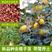 金樱子苗有无刺果新品种野生金樱子果中药材种植苗