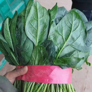 精品菠菜色泽翠绿，叶子大没有虫眼，高度为25-30厘米。