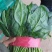 精品菠菜色泽翠绿，叶子大没有虫眼，高度为25-30厘米。