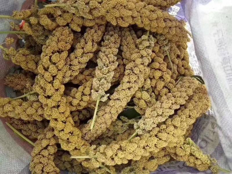 安丘火山岩梯田春茬优质富硒小米