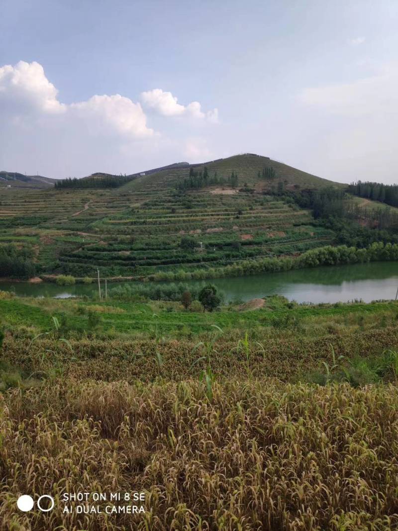 安丘火山岩梯田春茬优质富硒小米