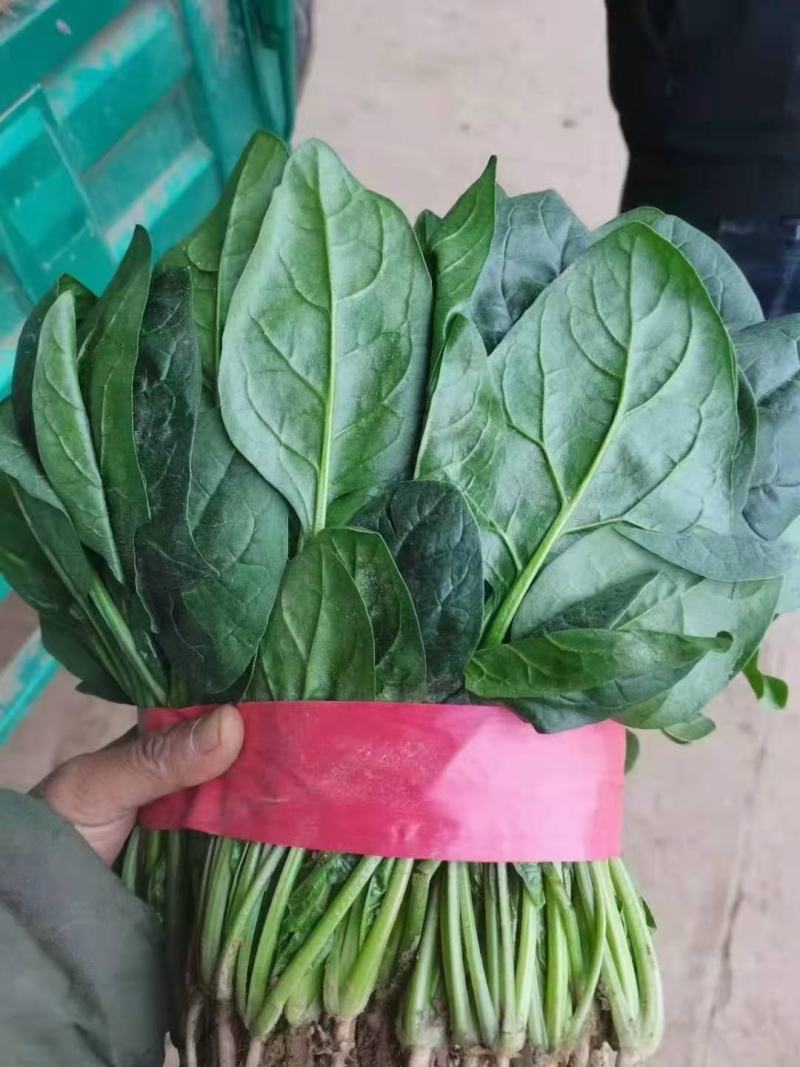 精品菠菜色泽翠绿，叶子大没有虫眼，高度为25-30厘米。