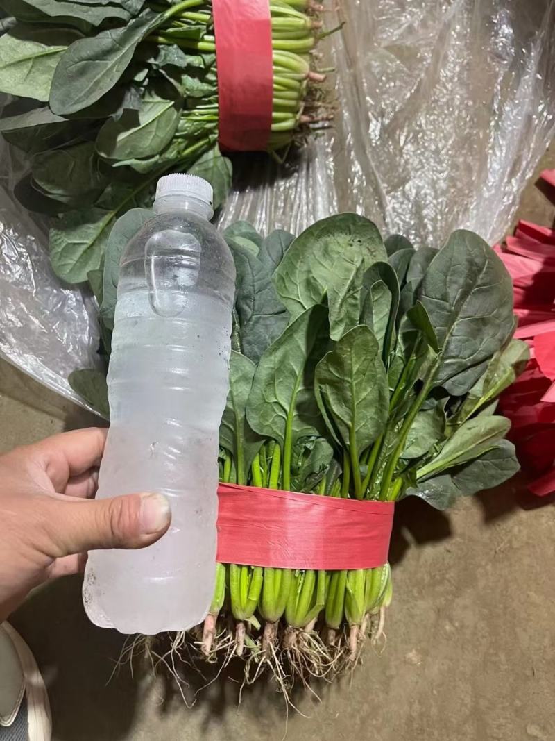 精品菠菜色泽翠绿，叶子大没有虫眼，高度为25-30厘米。