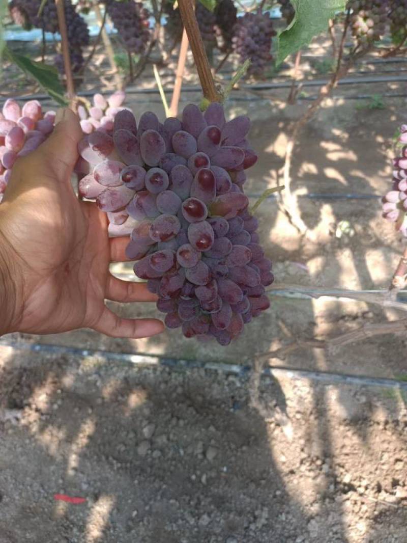 茉莉香嫁接葡萄苗早熟抗病适合大棚种植效益高