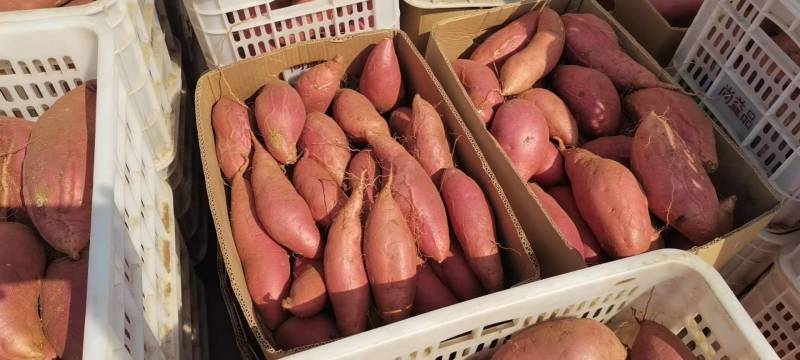 迁西烟薯25，香甜可口，软糯多汁，特价特价特价了