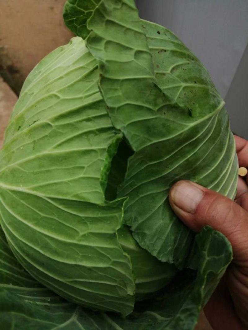 精品包菜，京丰一号，产地直发，量大从优包质保量