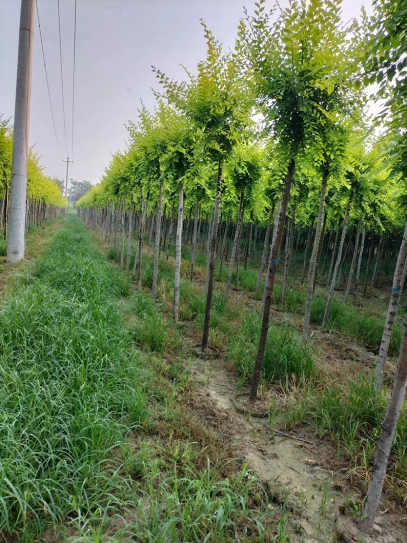 美植代金叶榆黄金榆榆树规格齐全价格美走货便利