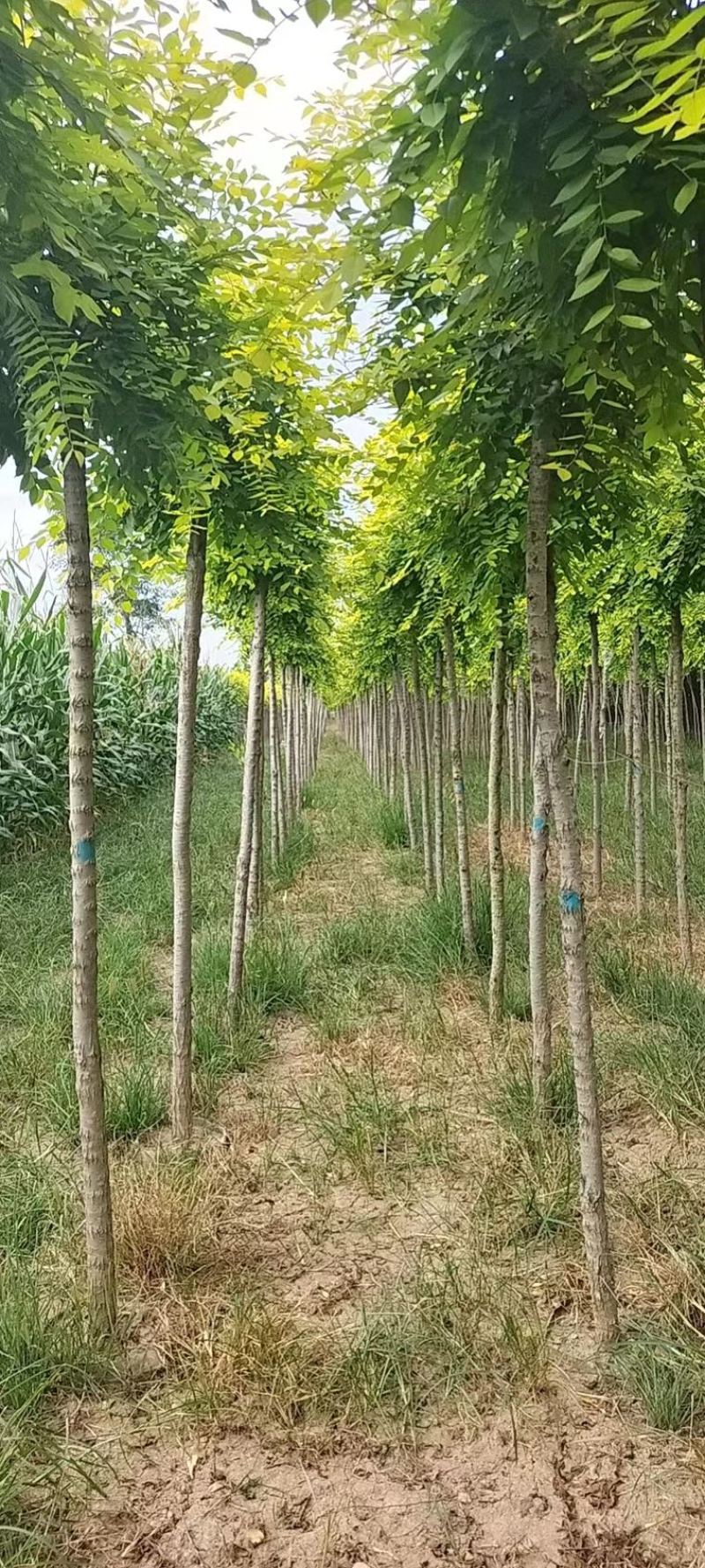美植代金叶榆黄金榆榆树规格齐全价格美走货便利