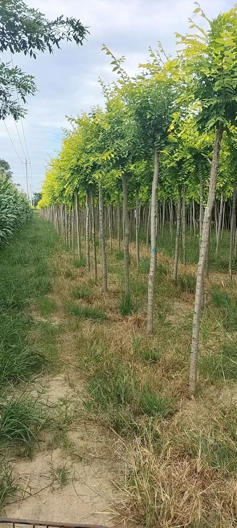 美植代金叶榆黄金榆榆树规格齐全价格美走货便利
