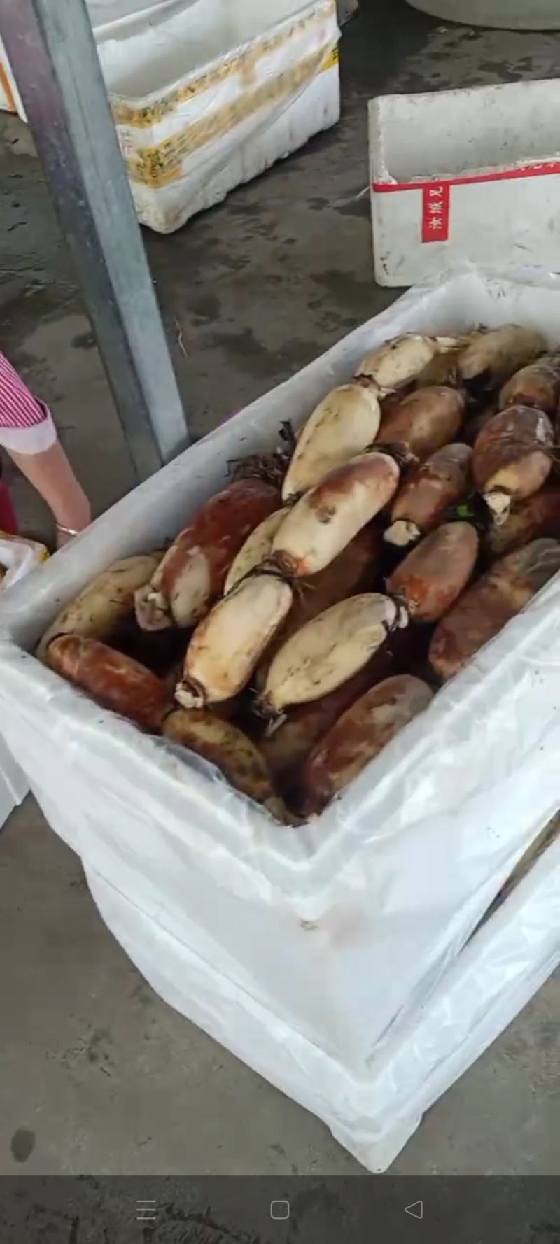 湖北莲藕。精品莲藕。莲藕粉藕香甜。基地直供。