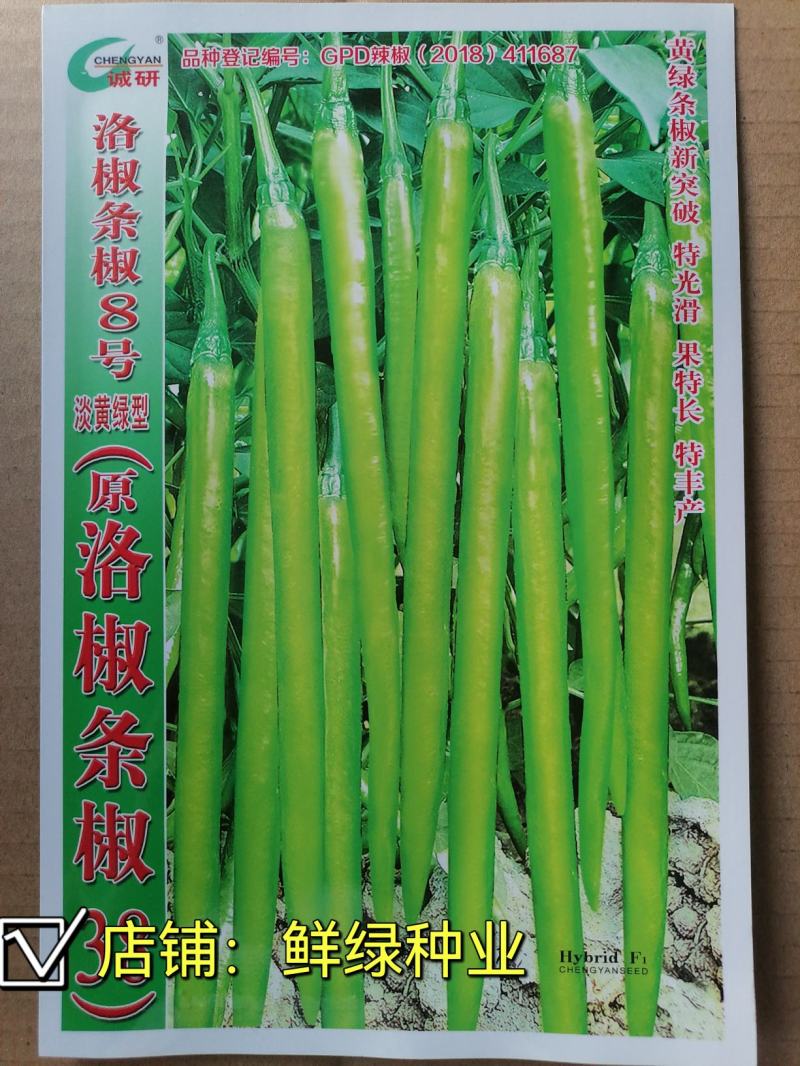 洛椒条椒8号淡黄绿色早熟线椒黄绿条新突破光滑丰产
