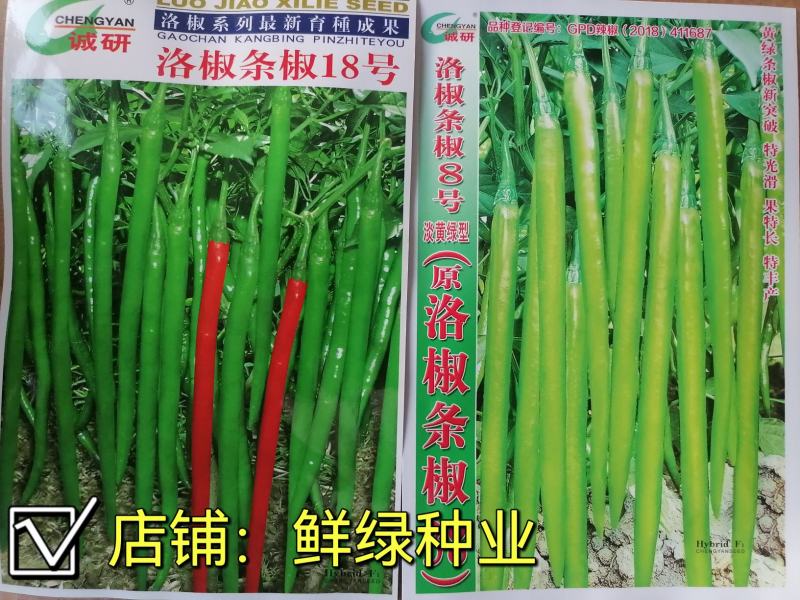 洛椒条椒8号淡黄绿色早熟线椒黄绿条新突破光滑丰产