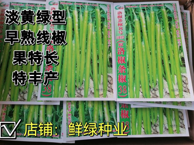 洛椒条椒8号淡黄绿色早熟线椒黄绿条新突破光滑丰产