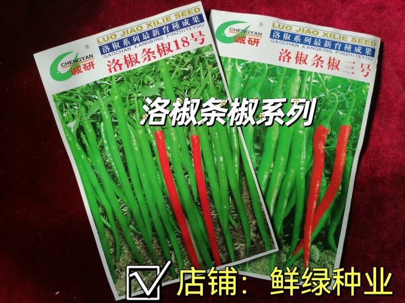洛椒条椒8号淡黄绿色早熟线椒黄绿条新突破光滑丰产