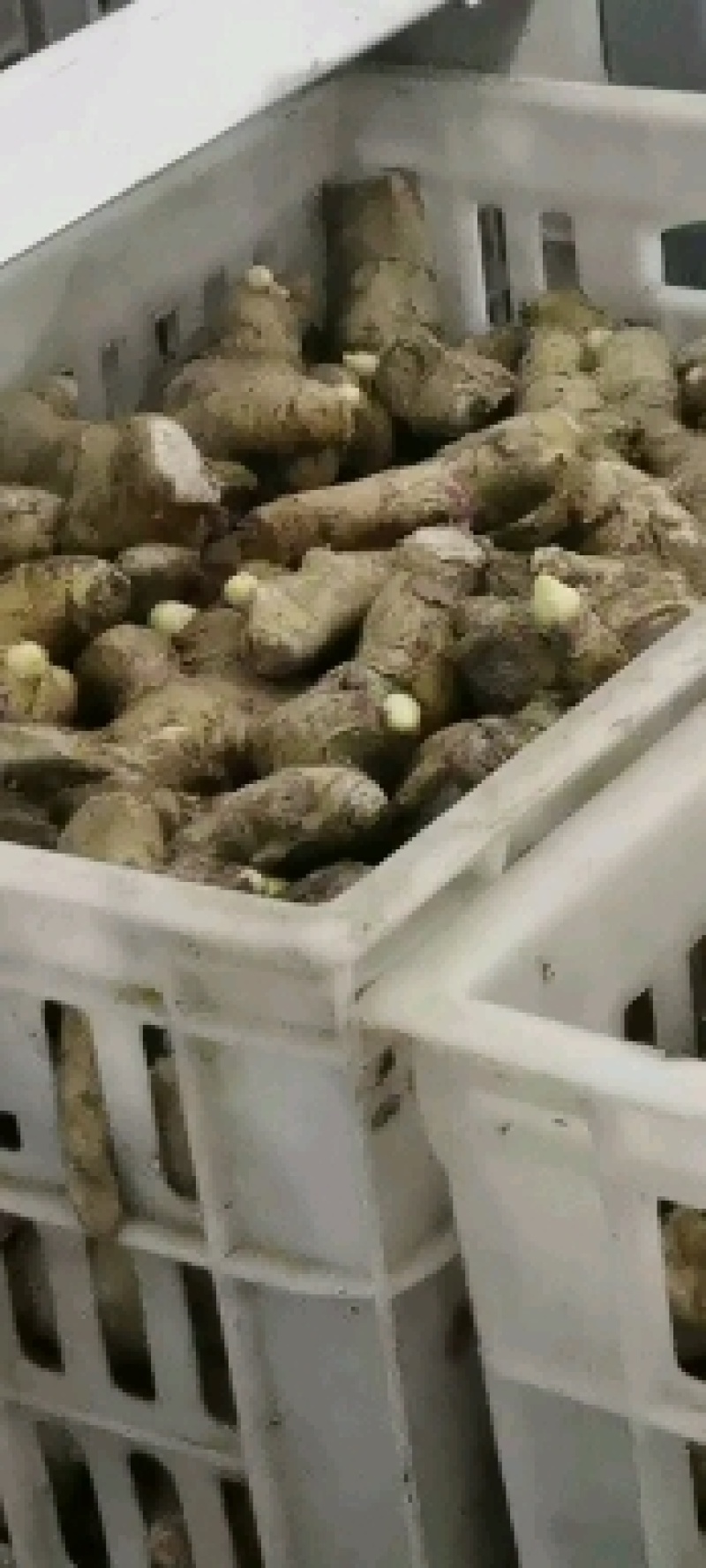 优质安丘大姜（风干面姜）