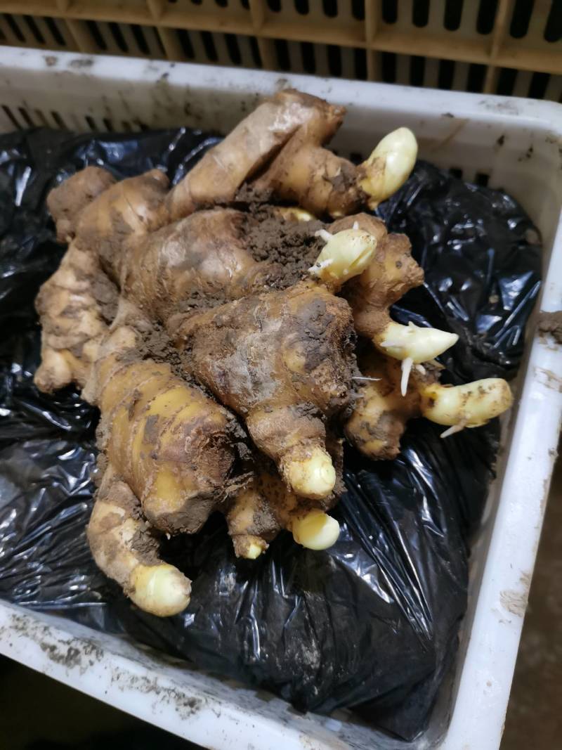 优质安丘大姜（风干面姜）