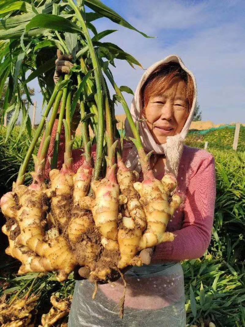 优质安丘大姜（风干面姜）