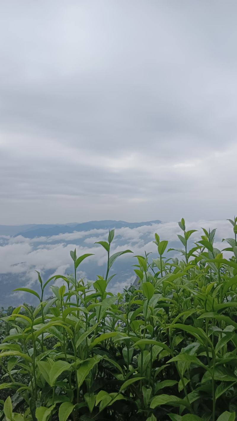 普洱