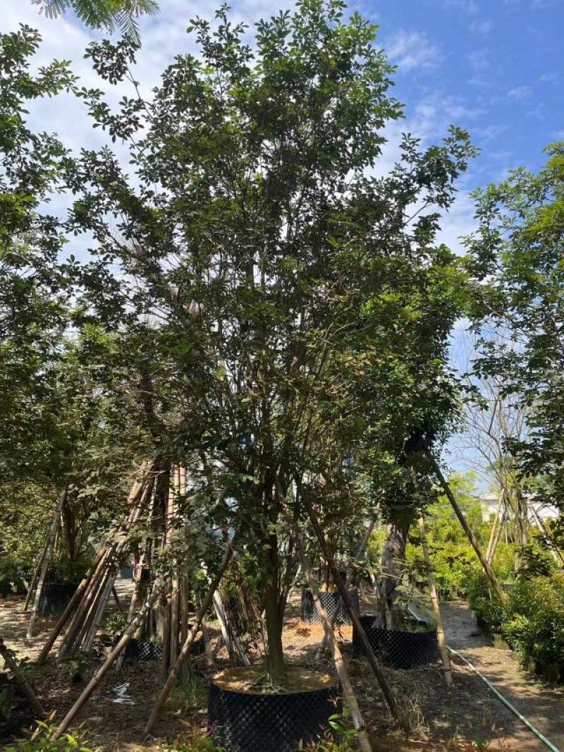 普宁市广太直供丛生多花黄花风铃木需要请联系我