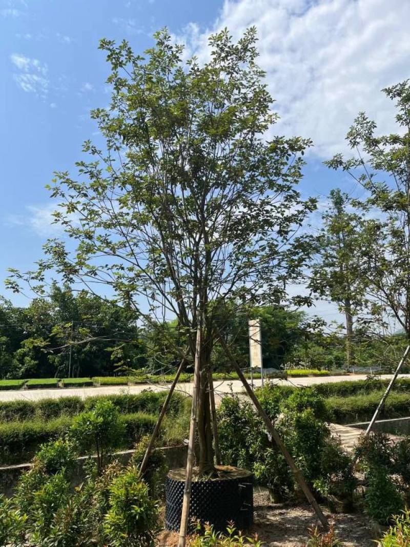 普宁市广太直供丛生多花黄花风铃木需要请联系我
