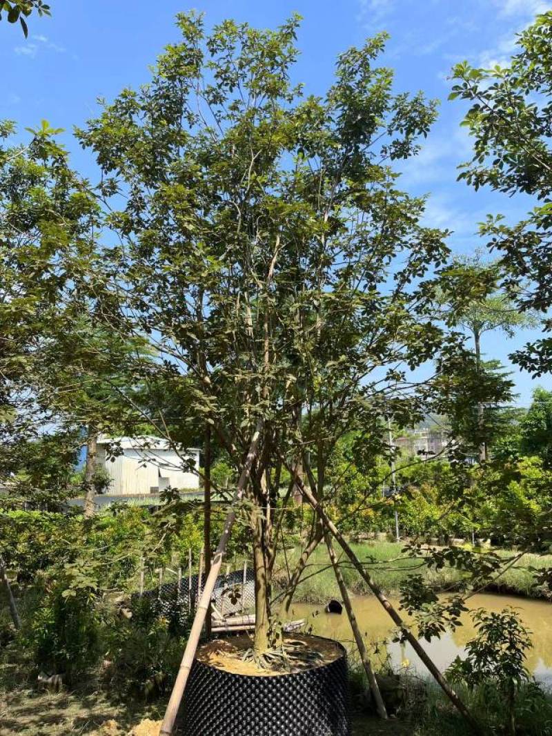 普宁市广太直供丛生多花黄花风铃木需要请联系我