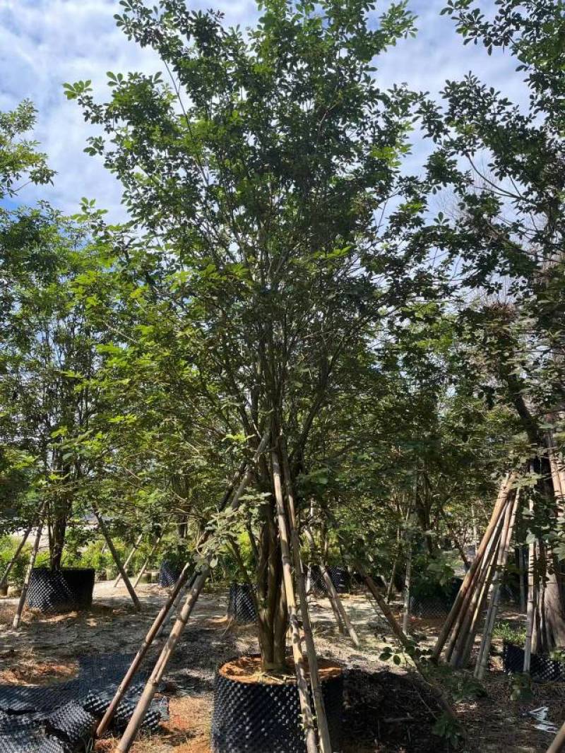 普宁市广太直供丛生多花黄花风铃木需要请联系我