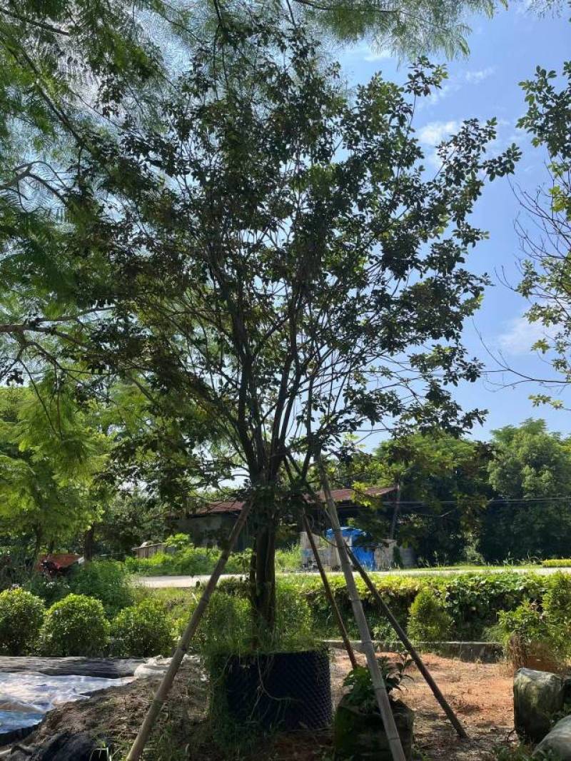 普宁市广太直供丛生多花黄花风铃木需要请联系我